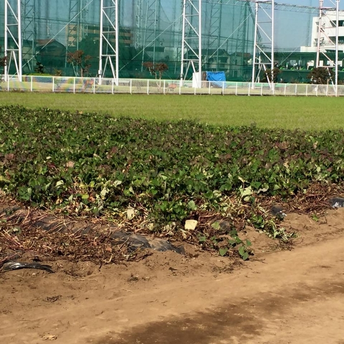【東京】泥だらけで秋の行楽を楽しむ! 芋堀りできる農場5選