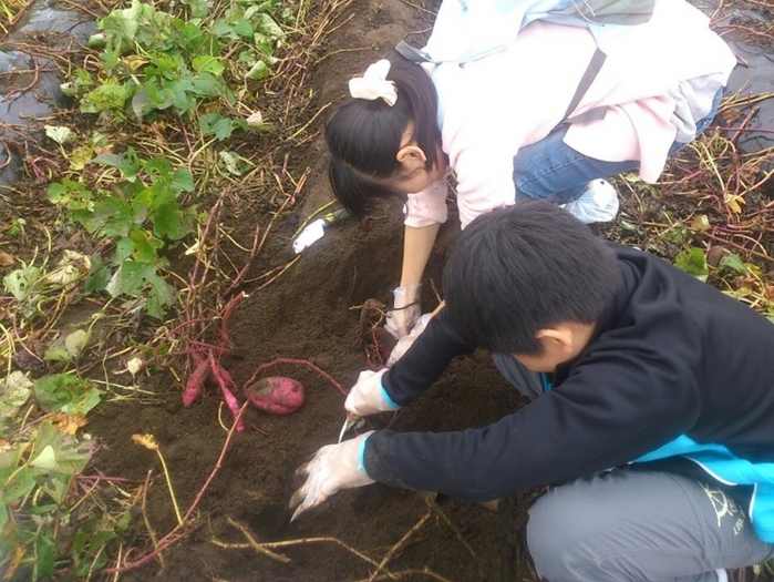 【東京】泥だらけで秋の行楽を楽しむ! 芋堀りできる農場5選