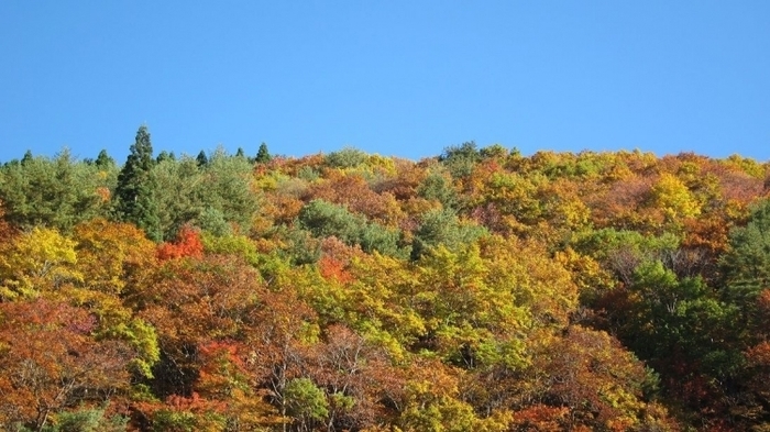 【仙台】ライトアップもあり! 秋のデートで行きたい紅葉スポット5選