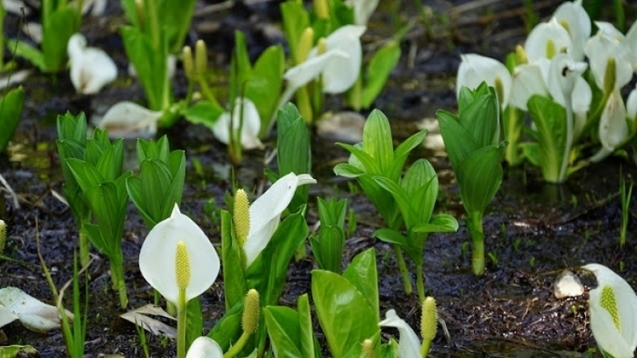 【群馬】初めての山小屋泊登山は、気分爽快の尾瀬へ