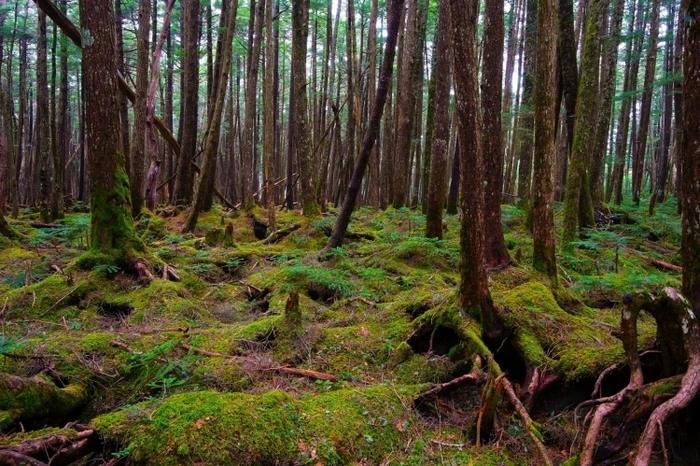 【長野】北の水辺に南の山岳、雰囲気の変わる八ヶ岳で山小屋泊登山デビュー!