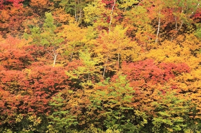 【北海道】日本一早い紅葉を日本一のスケールで見る大雪山登山ツアー