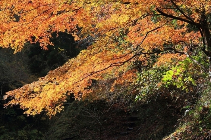 【2018年版】手軽に楽しめる紅葉登山ツアー! 関東甲信の絶景スポットまとめ