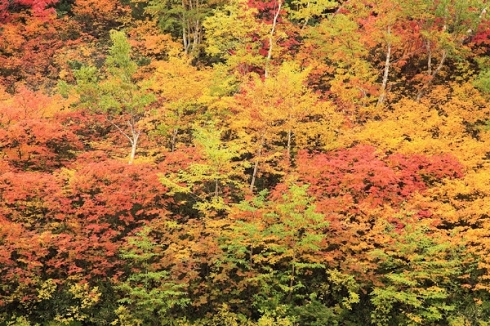 日本一の山岳紅葉がココに! 北アルプスの紅葉登山・ハイキングツアー