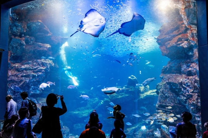 【京都】水族館、映画館、博物館、公園。京都駅近くでこんな遊べるって知ってた?
