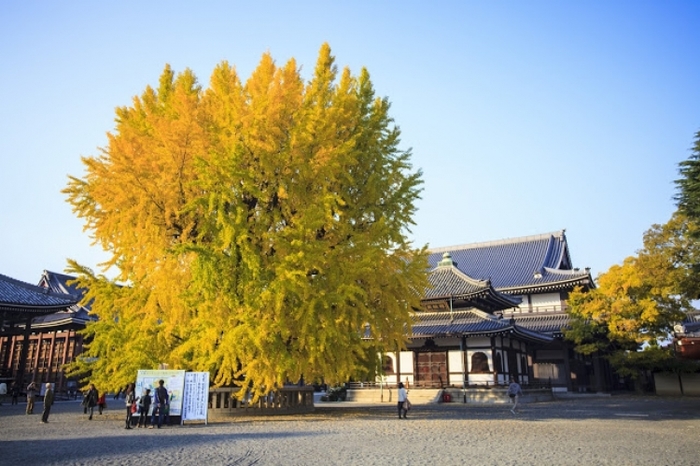 【京都】紅葉を手軽に見られる京都水族館近くの人気スポット4選