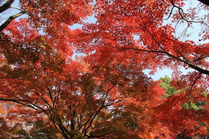 【京都】紅葉を手軽に見られる京都水族館近くの人気スポット4選