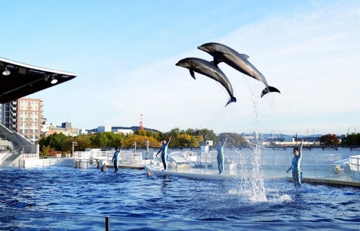 京都観光で忘れちゃいけない京都水族館とは?人気の見どころまとめ