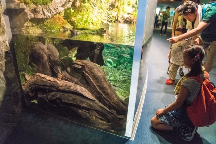 京都観光で忘れちゃいけない京都水族館とは?人気の見どころまとめ