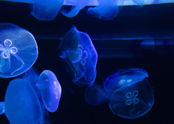 東京スカイツリー観光の新定番。すみだ水族館の魅力とは?
