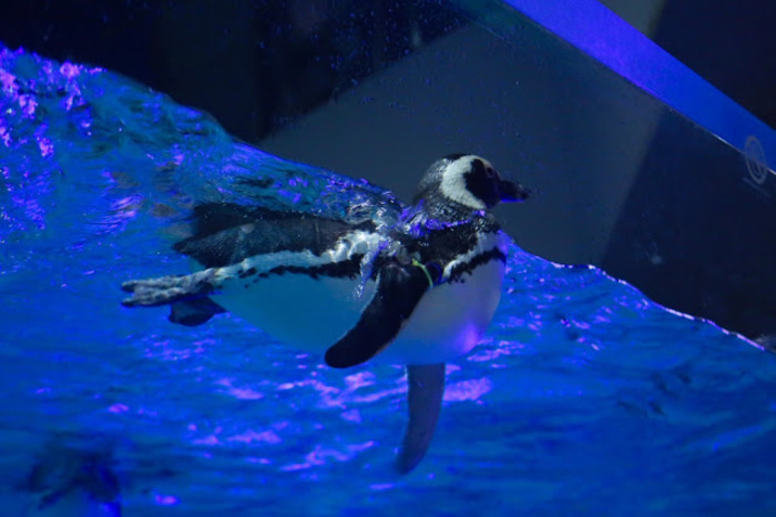 東京スカイツリー観光の新定番。すみだ水族館の魅力とは?