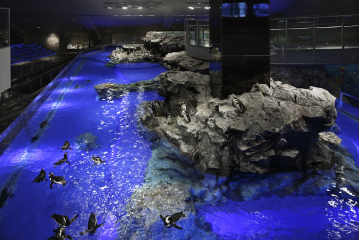 東京スカイツリー観光の新定番。すみだ水族館の魅力とは?