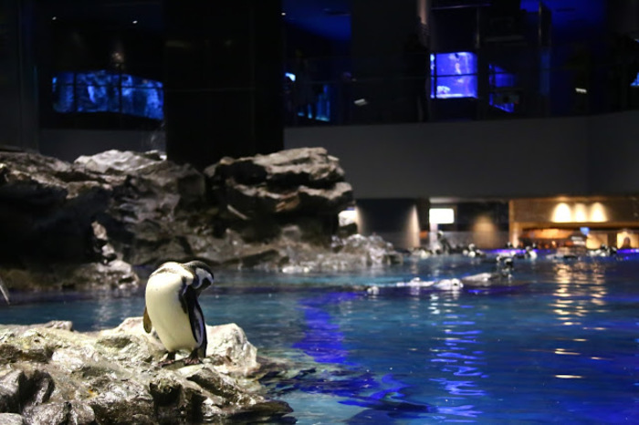 東京スカイツリー観光の新定番。すみだ水族館の魅力とは?