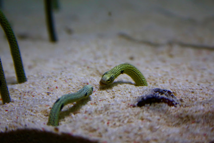 東京スカイツリー観光の新定番。すみだ水族館の魅力とは?