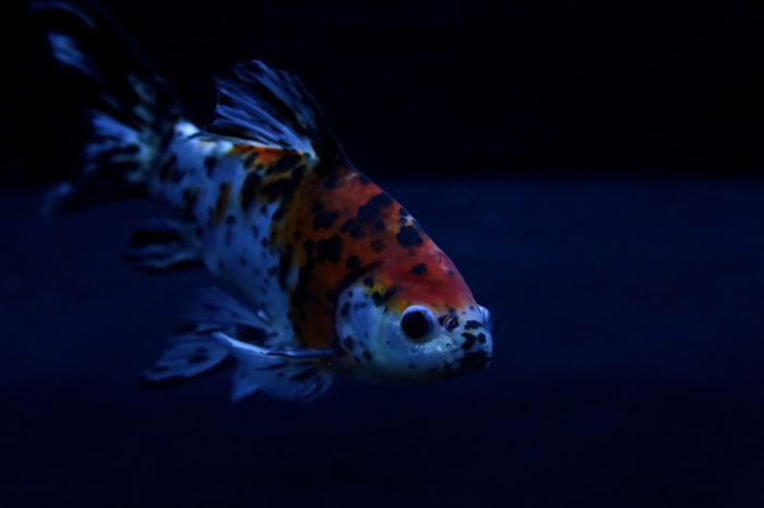 東京スカイツリー観光の新定番。すみだ水族館の魅力とは?