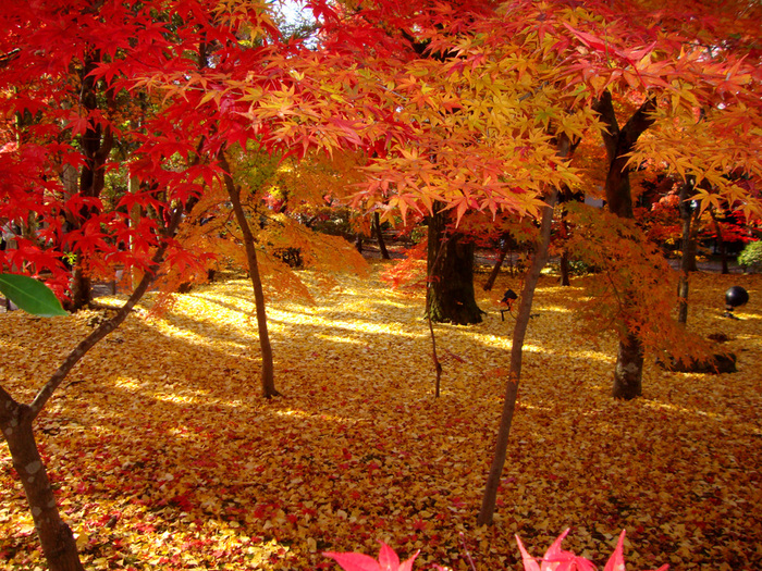 【京都の紅葉2018年版】紅葉の名所おすすめ60選:見頃も合わせてチェック!