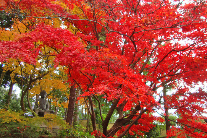 【京都の紅葉2018年版】紅葉の名所おすすめ60選:見頃も合わせてチェック!