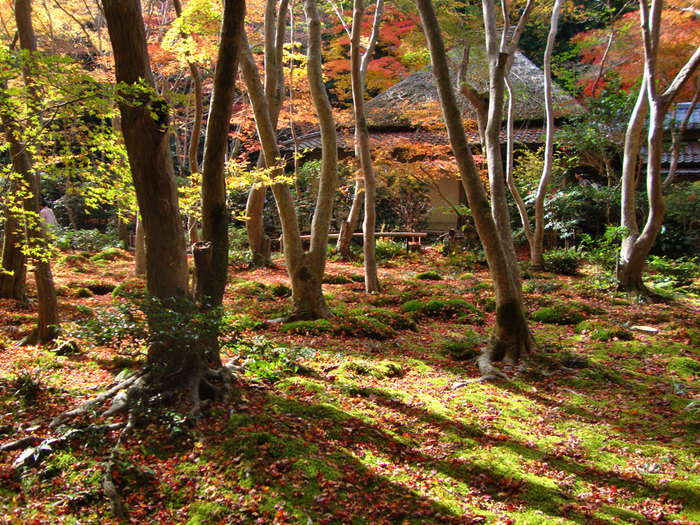 【京都の紅葉2018年版】紅葉の名所おすすめ60選:見頃も合わせてチェック!