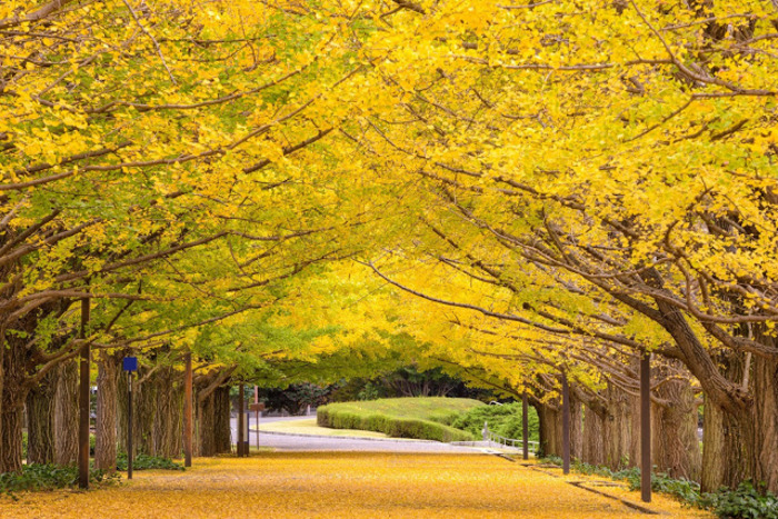 東京で行きたいおすすめの紅葉スポット30選