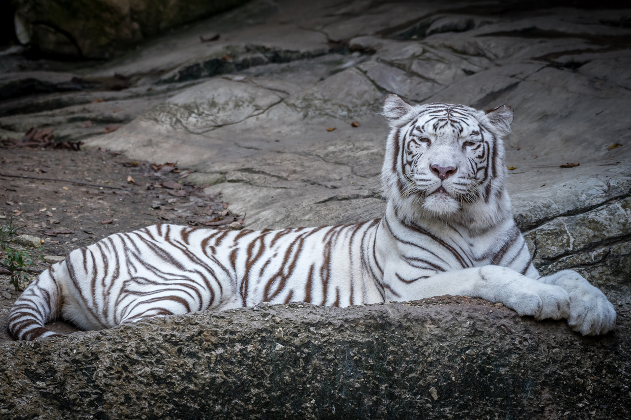 ハイブリットレジャーランド 東武動物公園 の動物 遊園地 プール満喫徹底ガイド おすすめ旅行を探すならトラベルブック Travelbook