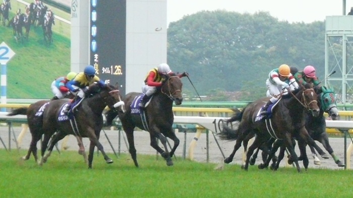 東京競馬場:G1開催数日本一の! 開催レース&施設特徴を徹底解説