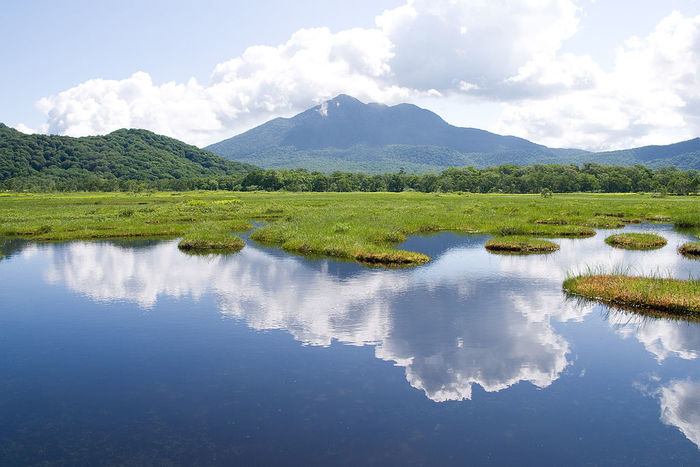 尾瀬観光の魅力:貴重植物の宝庫、特別な世界が広がるハイキングの名所