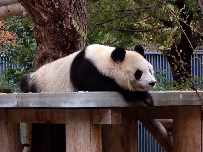 神戸市立王子動物園の概要まとめ、パンダが目の前で見られる
