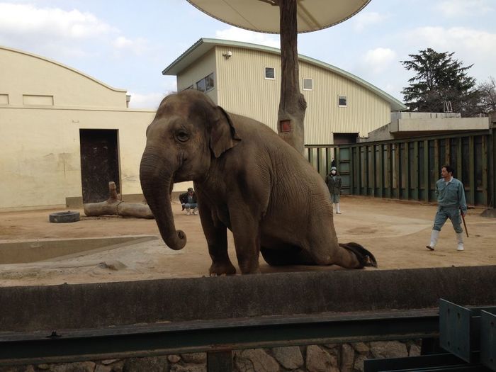 神戸市立王子動物園の概要まとめ、パンダが目の前で見られる