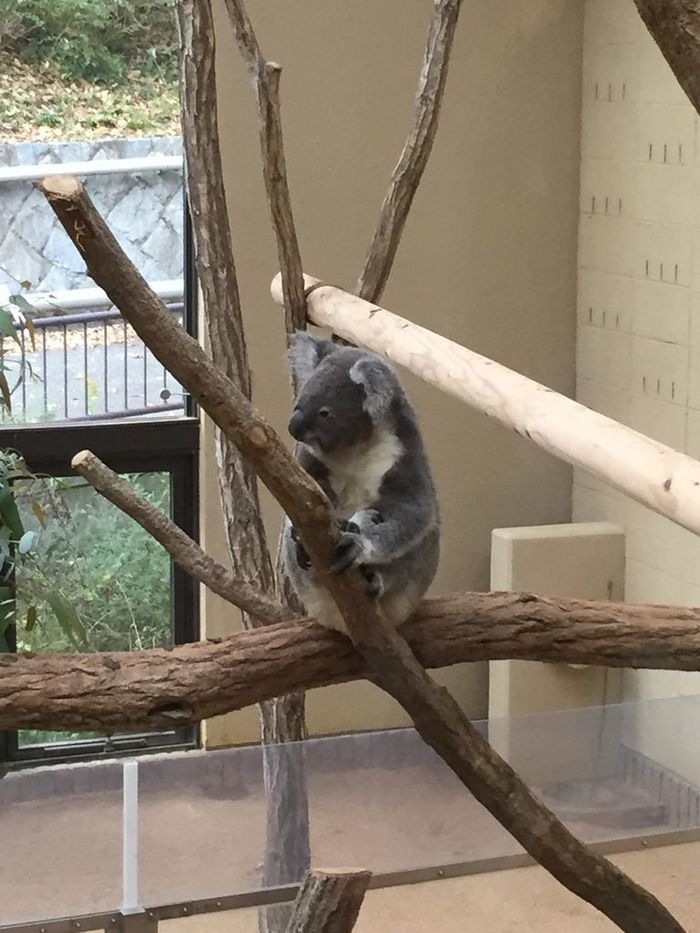 神戸市立王子動物園の概要まとめ、パンダが目の前で見られる