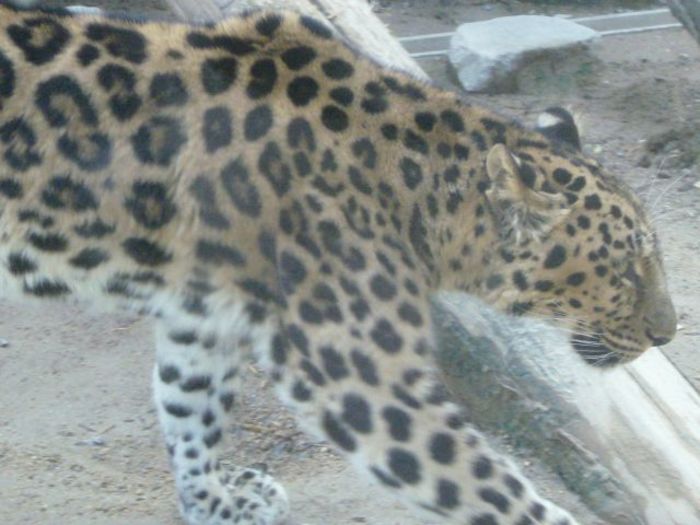 神戸市立王子動物園の概要まとめ、パンダが目の前で見られる