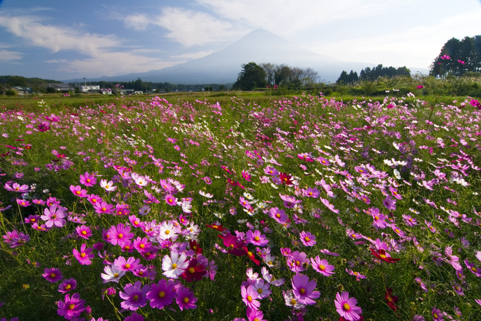 【東京】10月が見頃の秋の花と、花の名所まとめ：コスモス、バラ、ススキほか