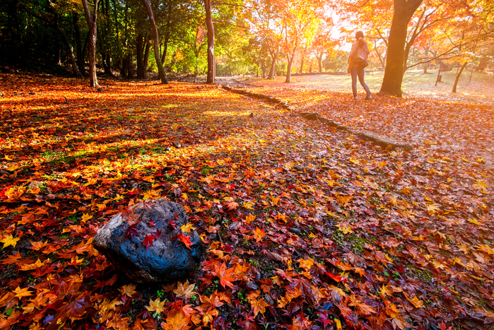 【2019年版東京】11月が見頃の秋の花と、花の名所まとめ:紅葉、冬桜、秋の七草ほか