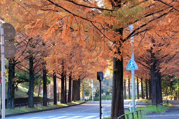 滋賀でおすすめの紅葉スポット2017:見頃の時期を紹介