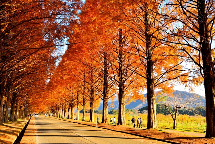 【2018年版】滋賀でおすすめの紅葉スポット:見頃の時期を紹介