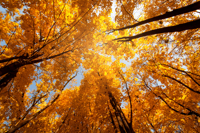 【2019年版】関東でおすすめの紅葉スポット:見頃の時期を紹介