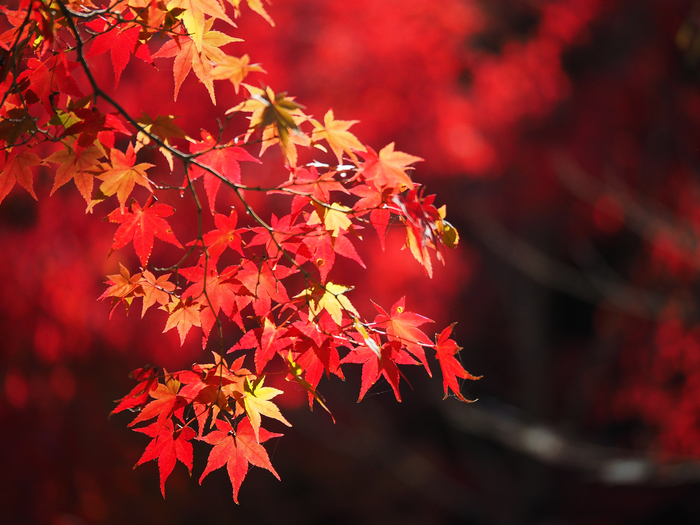 京都でおすすめの紅葉スポット2017:見頃の時期を紹介