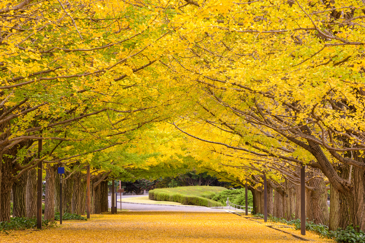 【2026年版】東京でおすすめの紅葉スポット:見頃の時期を紹介 - おすすめ旅行を探すならトラベルブック(TravelBook)