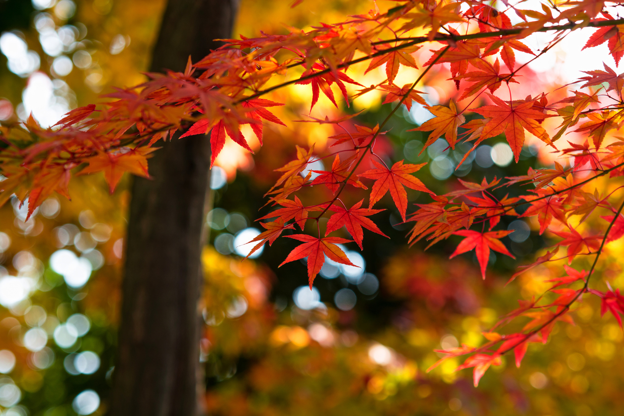 2026年版】河口湖でおすすめの紅葉スポット：見頃の時期を紹介