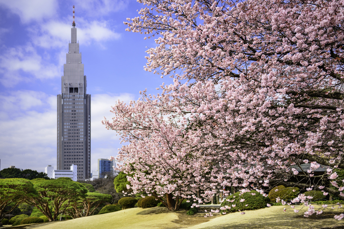 東京花見スポット完全ガイド2018! 都内で満開の桜を楽しもう