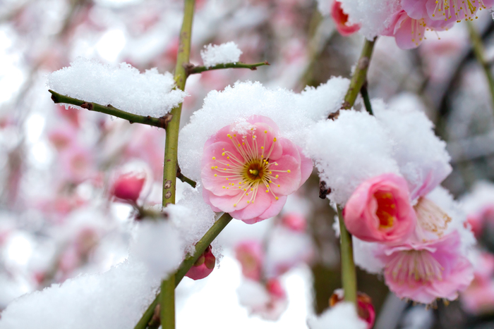 【東京】2月が見頃の冬の花と、花の名所まとめ:ツバキ、ウメほか