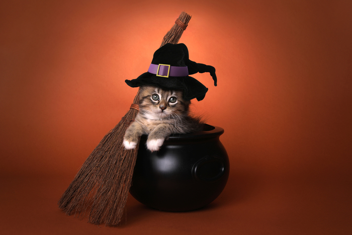 人気のハロウィン仮装「猫ちゃん」コスチュームで可愛さ&色気MAX♡