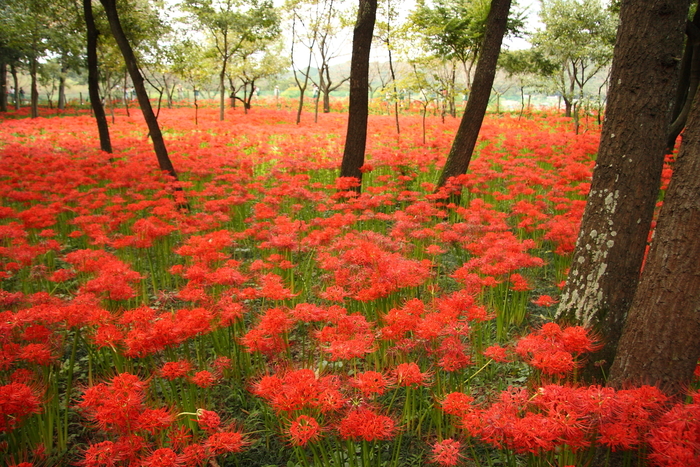 【地方別】この秋行きたい彼岸花の名所まとめ