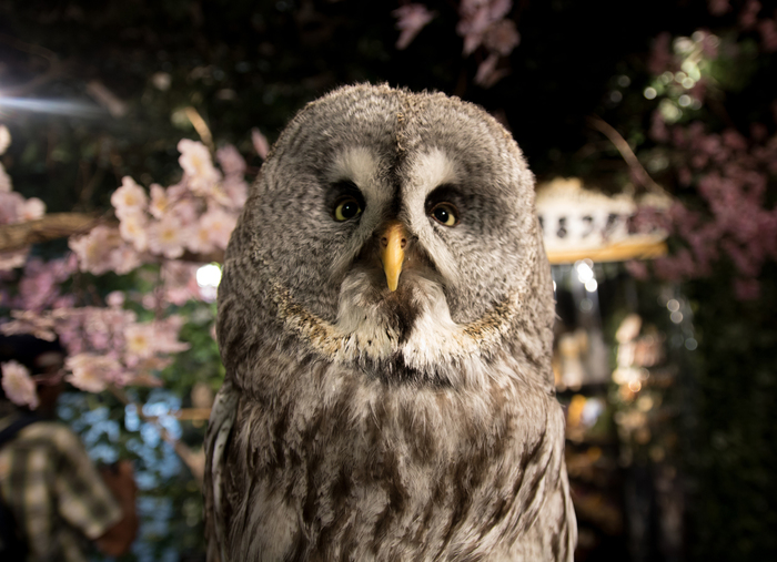 【東京】流行りはフクロウ! 都内でおすすめのフクロウカフェ17選
