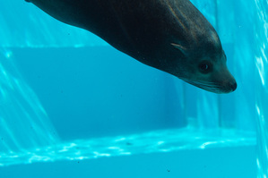 【福岡】マリンワールド海の中道：九州の海を再現した迫力満点の水族館！