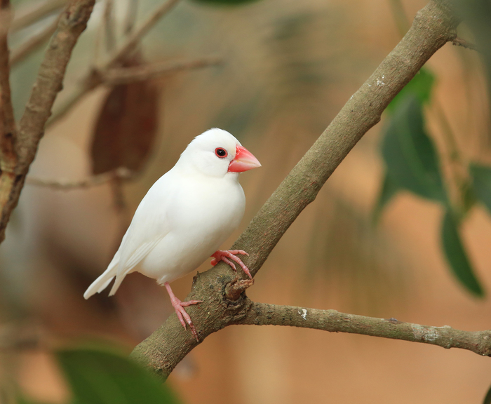 【ペット】文鳥の飼い方:種類・寿命・値段まとめ