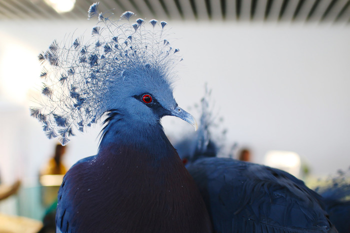 関西のおすすめ動物園20施設!無料動物園あり