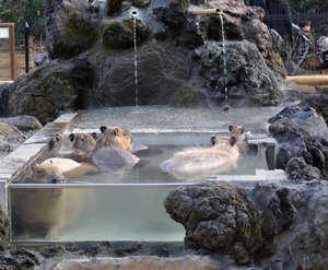 埼玉県こども動物自然公園：動物たちと触れ合える自然公園