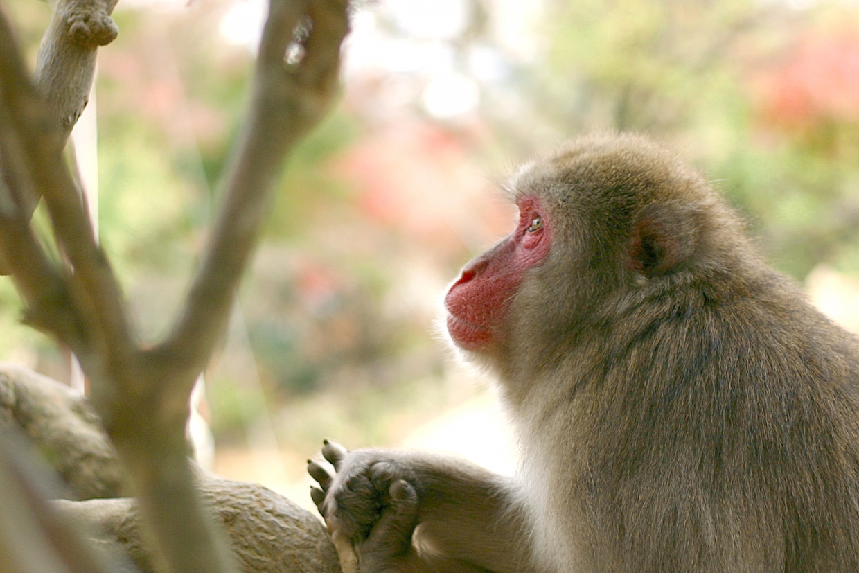 京都】嵐山モンキーパーク：120頭の野生ニホンザルが暮らす絶景 