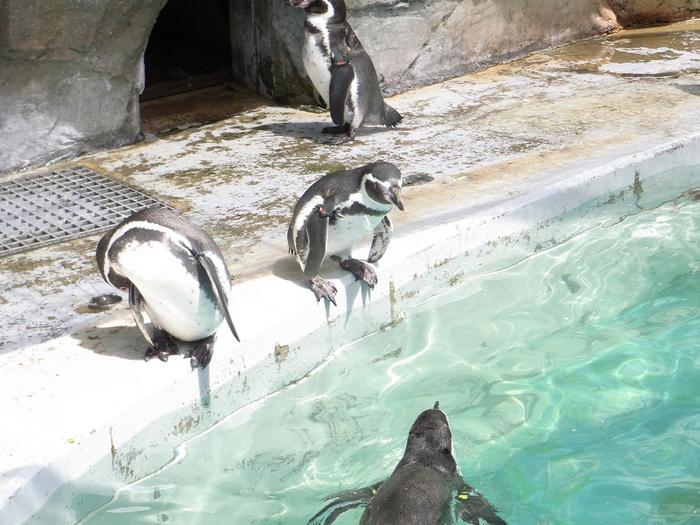 新潟のおすすめ水族館・動物園9施設!無料のふれあい動物園も