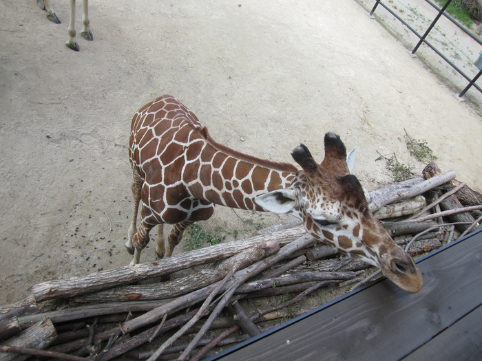 広島のおすすめ水族館・動物園5施設!広島市内&宮島が人気